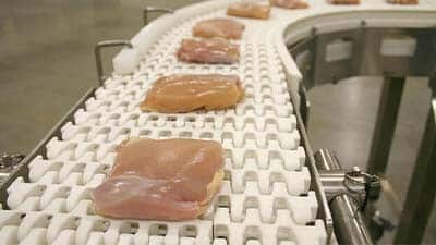 Chicken breast on a sanitary conveyor.