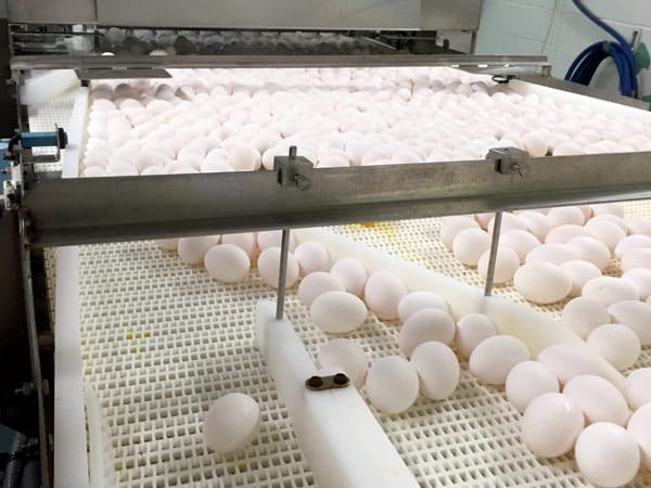 Eggs being conveyed on a food-grade conveyor.